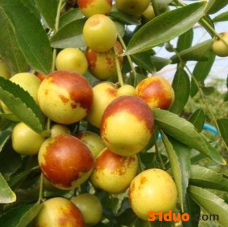 安徽润丰 高存活率枣树苗批发基地