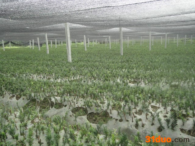 供应齐鲁n98海棠树苗