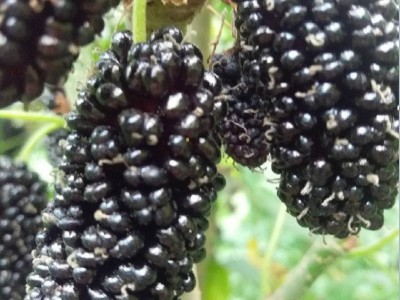 供应春成桑椹树苗 果桑苗批发