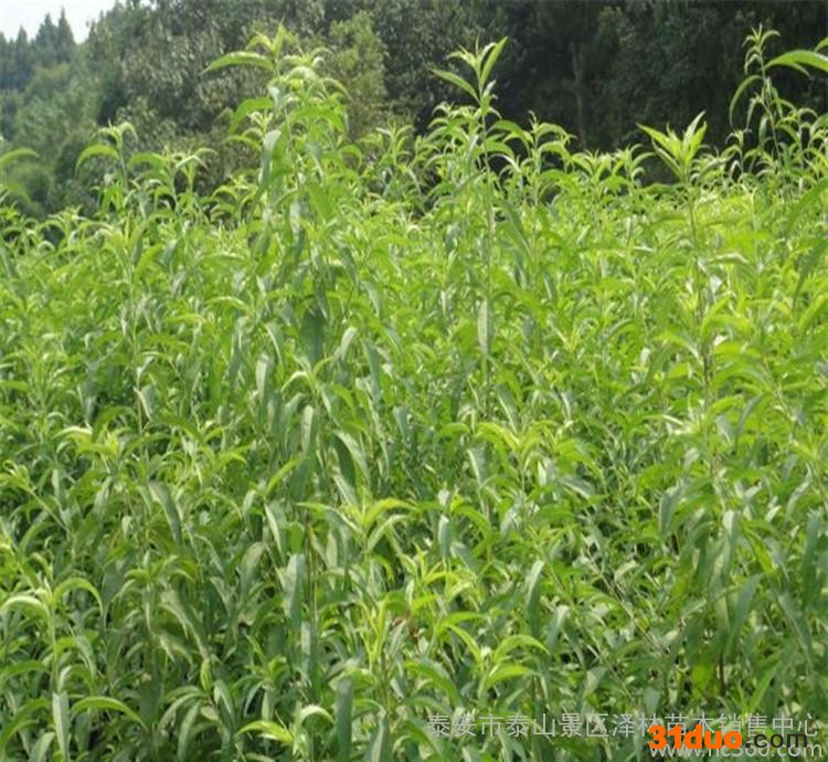 嫁接桃树苗 易成活好管理映霜红桃苗 当年结果桃树苗价格低￥