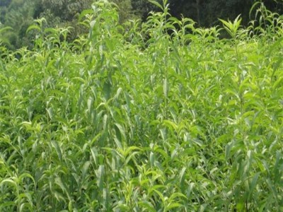 嫁接桃树苗 易成活好管理映霜红桃苗 当年结果桃树苗价格低￥