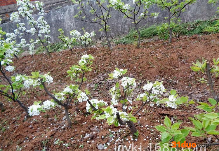 梨盆景梨树 梨苗 黄金梨 优良品种果树苗