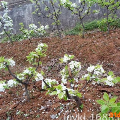 梨盆景梨树 梨苗 黄金梨 优良品种果树苗