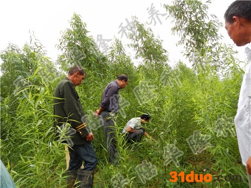 供应华隆华隆8竹柳树苗