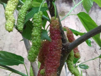 供应长果桑树苗