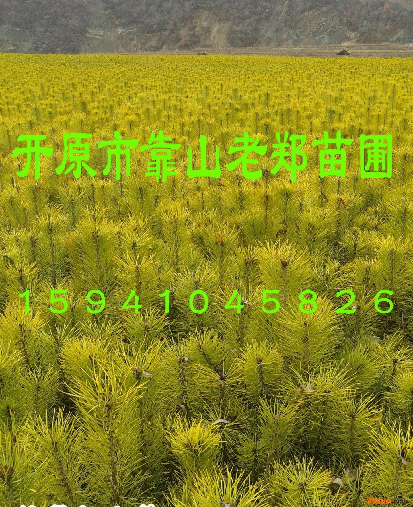 欢迎咨询【樟子松小苗】价格合理 华山松树苗 营养杯 樟子松小