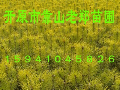 欢迎咨询【樟子松小苗】价格合理 华山松树苗 营养杯 樟子松小