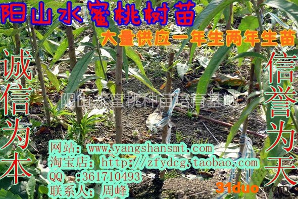 供应小龙水蜜桃树苗培育基地yangshansmt阳山水蜜桃树苗