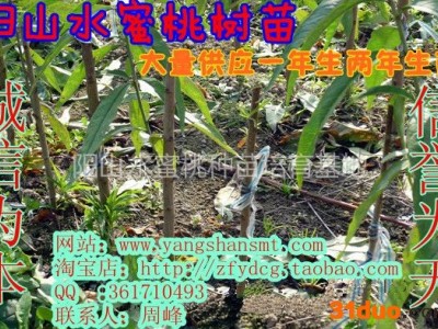 供应小龙水蜜桃树苗培育基地yangshansmt阳山水蜜桃树苗