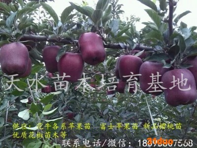 出售正宗花牛系列苹果树苗品种俄矮二号苹果树苗花牛苹果苗