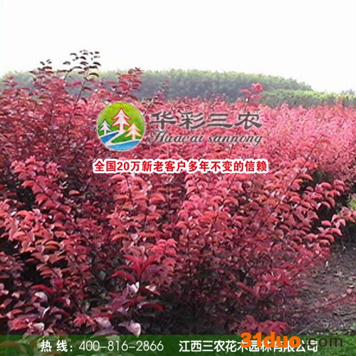 供应华彩三农HCSN-57红宝石海棠苗 海棠树苗