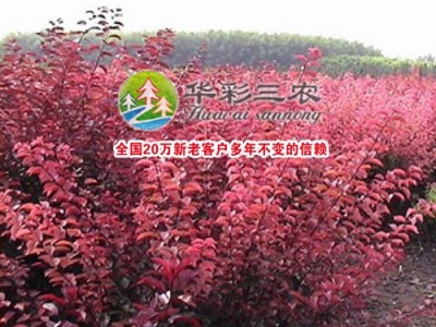 供应华彩三农HCSN-57红宝石海棠苗 海棠树苗