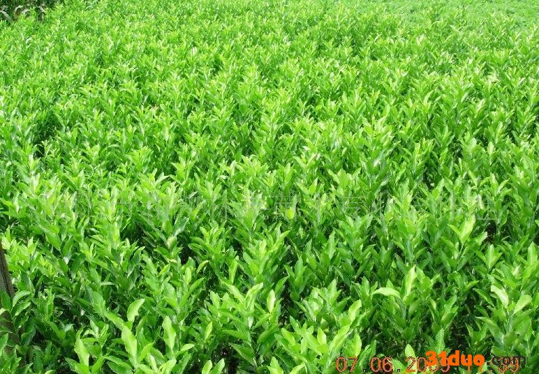 **简阳果树苗碰柑苗台湾碰柑苗