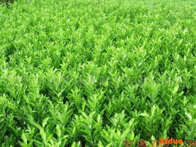 **简阳果树苗碰柑苗台湾碰柑苗