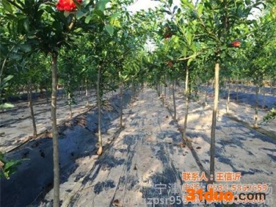石榴树苗特点,延边石榴树苗,德丰农场