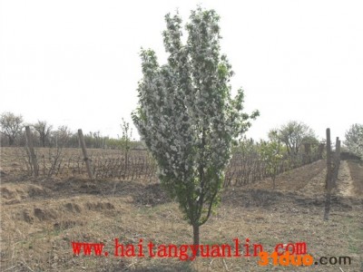 供应八棱7海棠树苗