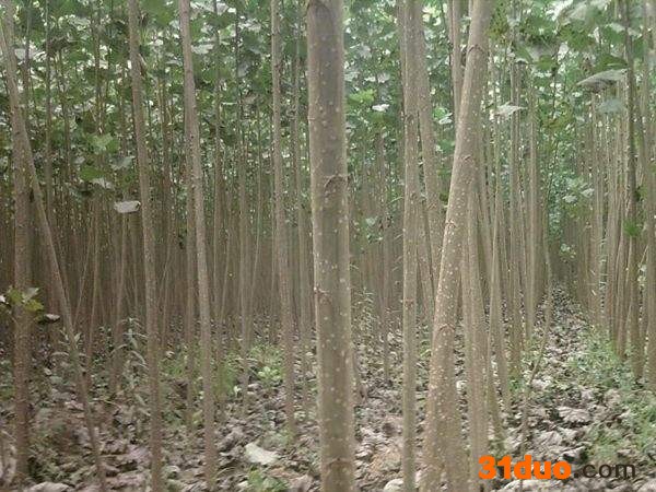 大量出售**杨树苗