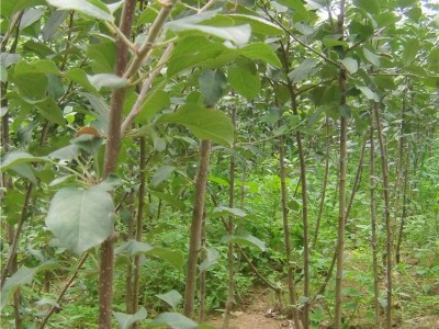 富士苹果树苗 果树苗 嫁接红富士苹果 红肉苹果树 占地苹果树
