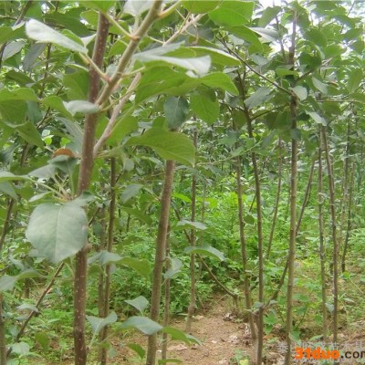 富士苹果树苗 果树苗 嫁接红富士苹果 红肉苹果树 占地苹果树