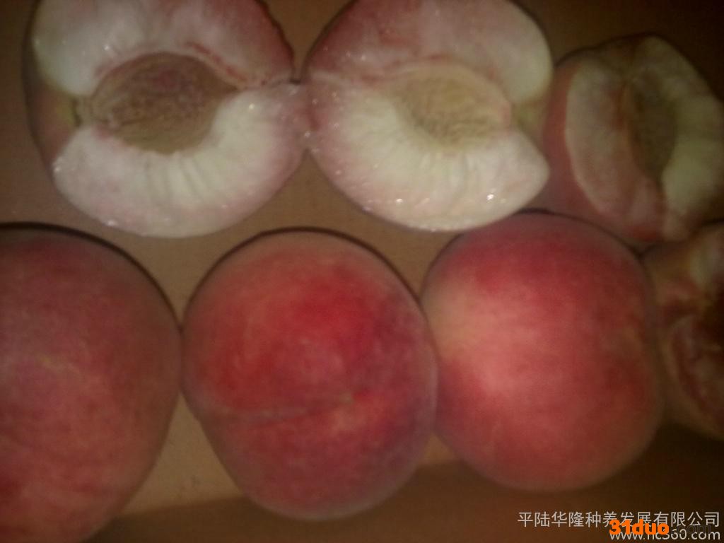 供应平陆华隆华隆1桃树苗