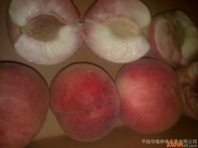 供应平陆华隆华隆1桃树苗