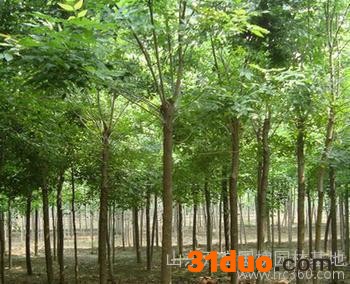 供应急售速生国槐法桐白蜡树苗1-2-3-5-8cm国槐树苗