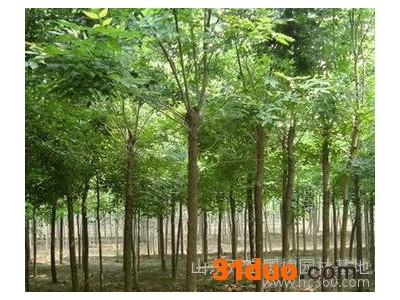 供应急售速生国槐法桐白蜡树苗1-2-3-5-8cm国槐树苗