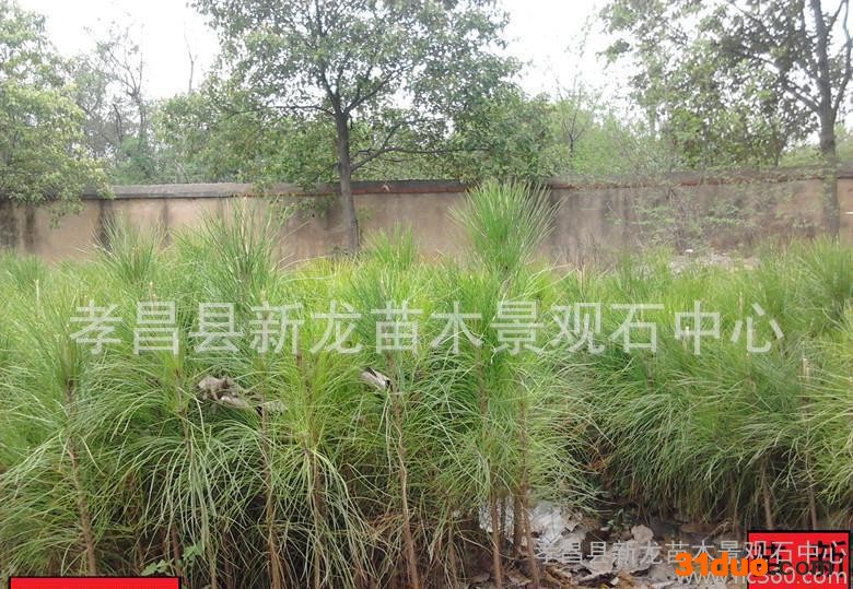 《大量》新龙苗圃自产自销植树选林专用湿地松树苗