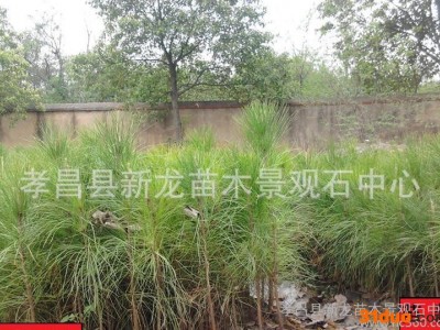 《大量》新龙苗圃自产自销植树选林专用湿地松树苗