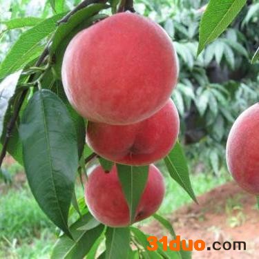 桃树苗批发40公分5元_80公分6元_润丰苗木