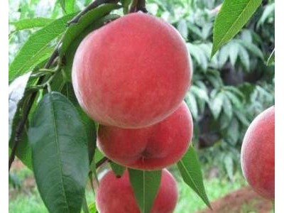 桃树苗批发40公分5元_80公分6元_润丰苗木
