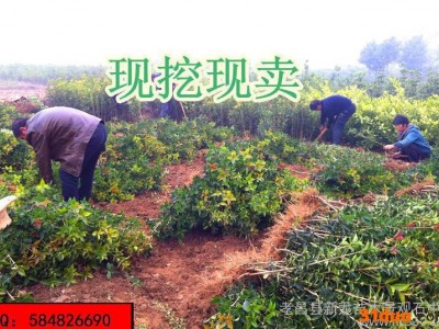 **桂花树苗 占地用苗  给钱就卖