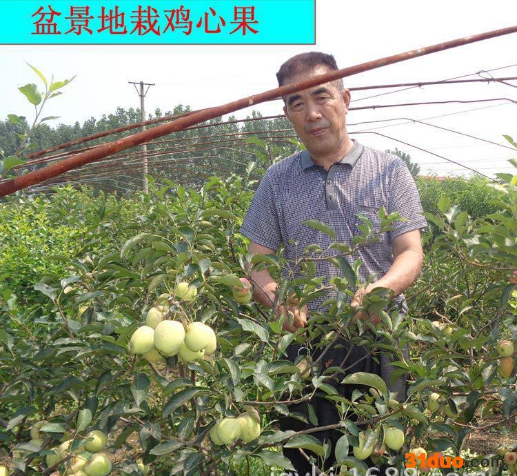 供    占地果树苗    专业盆景     质量保证