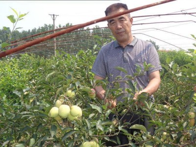 供    占地果树苗    专业盆景     质量保证