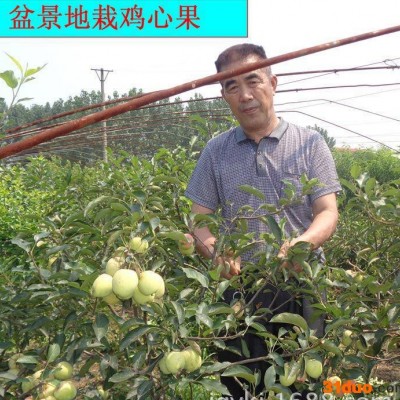 供    占地果树苗    专业盆景     质量保证