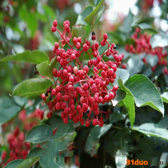 泰安雨辰苗木 花椒苗批发 **花椒树苗 **果树苗木 成活率高 欢迎选购