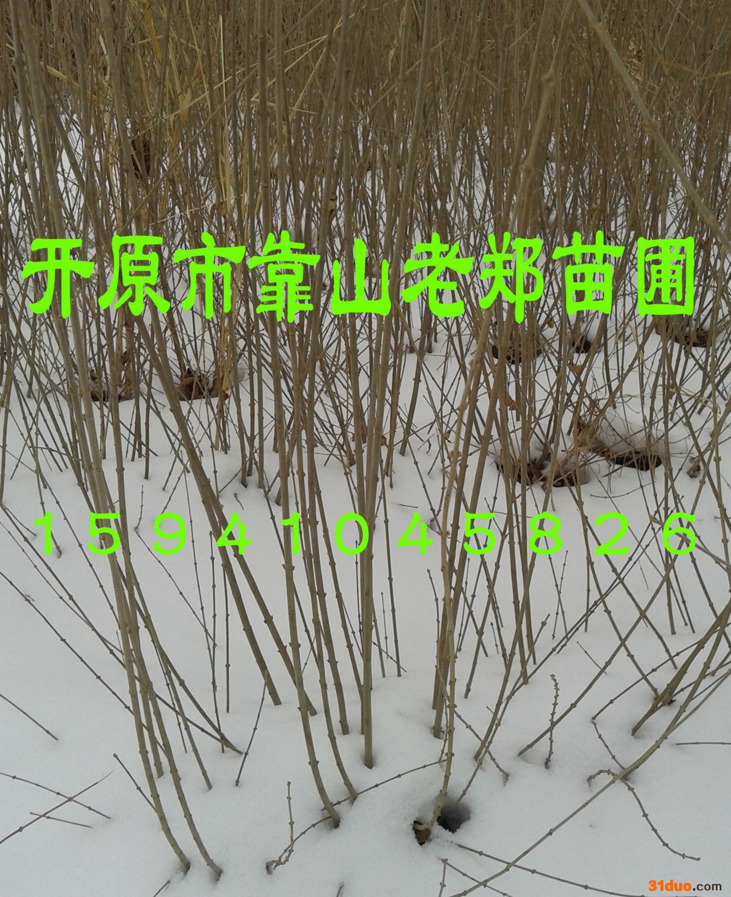 圃地直销**【水蜡树苗】各规格齐全 绿化水蜡苗 市政工程水蜡