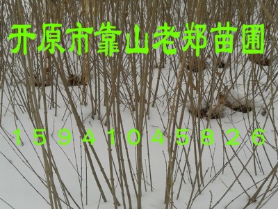 圃地直销**【水蜡树苗】各规格齐全 绿化水蜡苗 市政工程水蜡