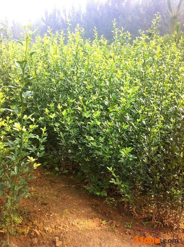 枸橘苗枸橘树苗枸橘苗批发枸橘苗价格枸橘苗生产