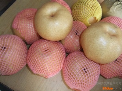 供应果业局3果树苗