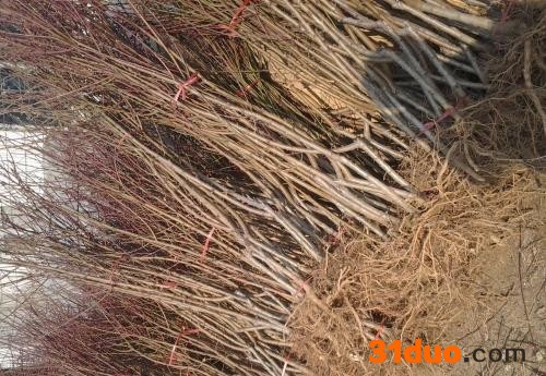 桃树苗，占地桃树桃树桩桃树成品桃树苗桃树嫁接红叶石楠香樟树栾树紫薇树槐树构树