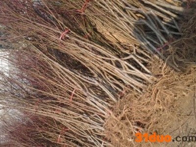 桃树苗，占地桃树桃树桩桃树成品桃树苗桃树嫁接红叶石楠香樟树栾树紫薇树槐树构树