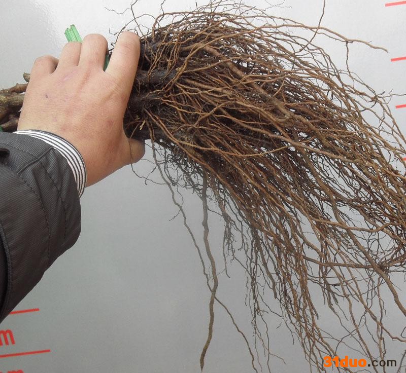 现货果树种苗 巨玫瑰葡萄苗 巨玫瑰葡萄树苗 品种苗