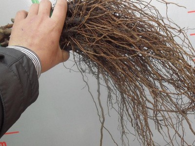 现货果树种苗 巨玫瑰葡萄苗 巨玫瑰葡萄树苗 品种苗