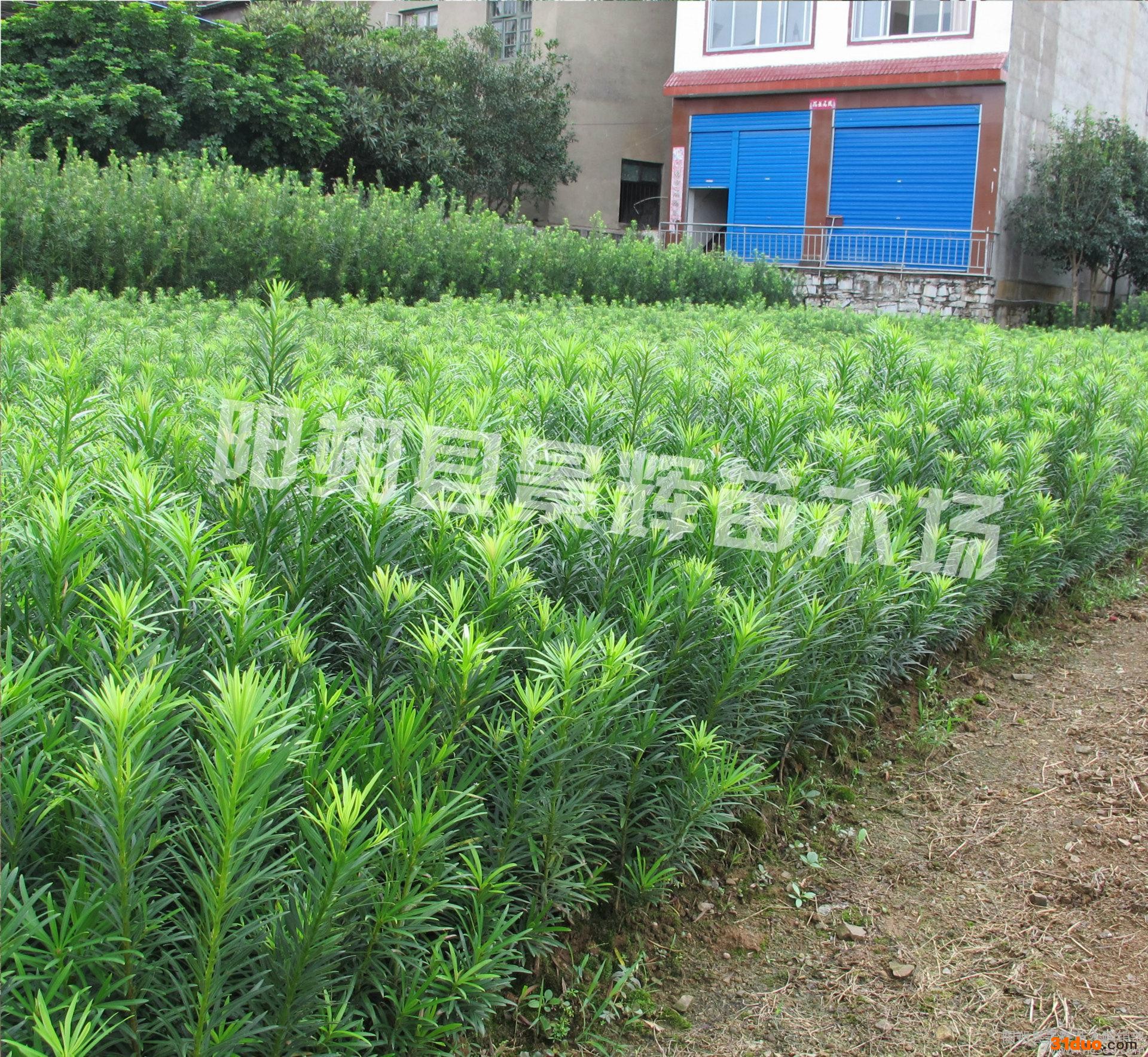 广西 桂林  罗汉松树苗 罗汉松小苗 盆栽地栽苗