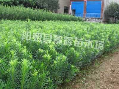 广西 桂林  罗汉松树苗 罗汉松小苗 盆栽地栽苗