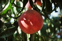 金秋蜜桃树苗木 蜜桃树苗木1号金秋