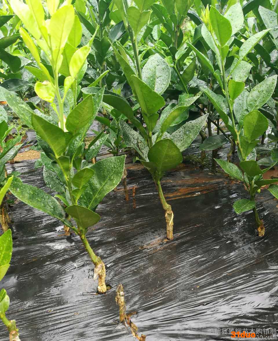 嫁接沙田柚树苗  嫁接柚子苗 嫁接苗 阳朔景辉苗木场直销