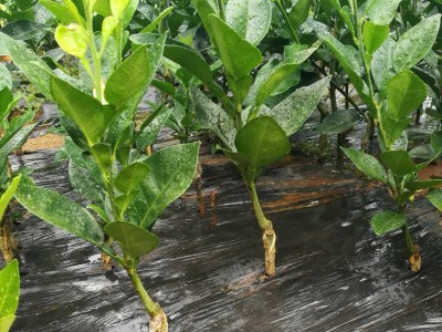 嫁接沙田柚树苗  嫁接柚子苗 嫁接苗 阳朔景辉苗木场直销