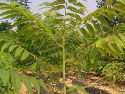 山东红油香椿树苗 **红油香椿树苗 香椿苗树苗价格 占地香椿